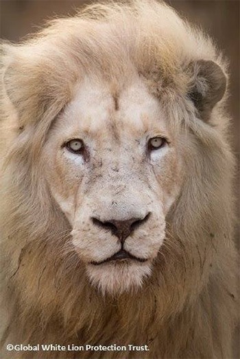 The white lion as symbol of the archetype of the self